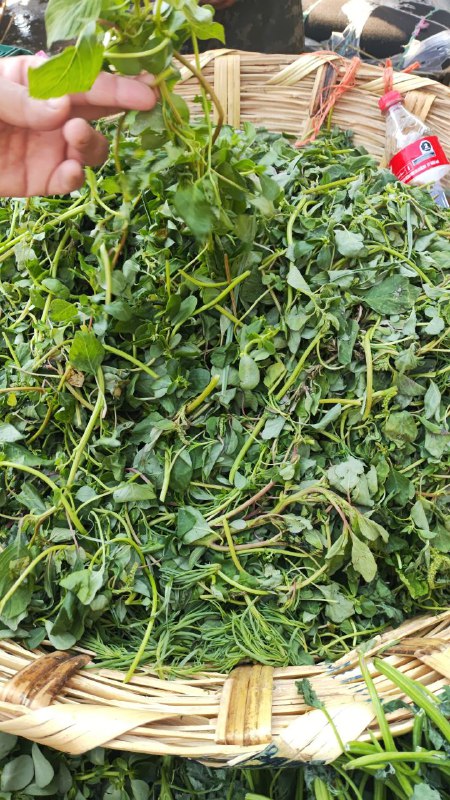 30: kilo quelite segunda sección #subasta