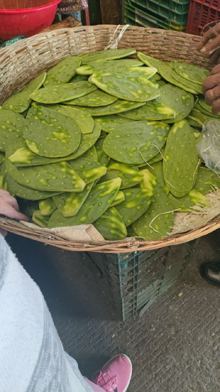 35: por 15 nopales grandes segunda sección #subasta