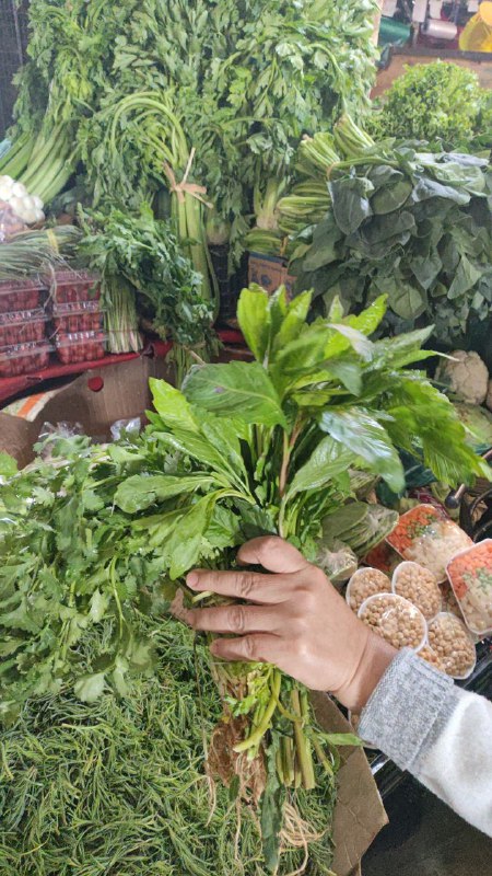 5: pza de cilantro o epazote I-121